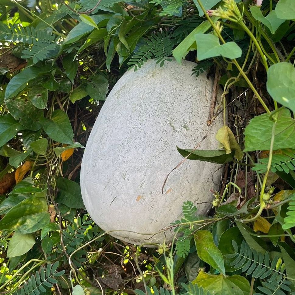 Calebasse pei (blanche et ovale)