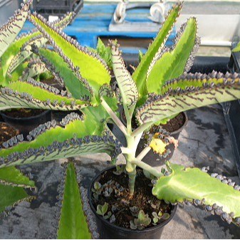 Kalanchoe de Daigremont en pot 13 cm