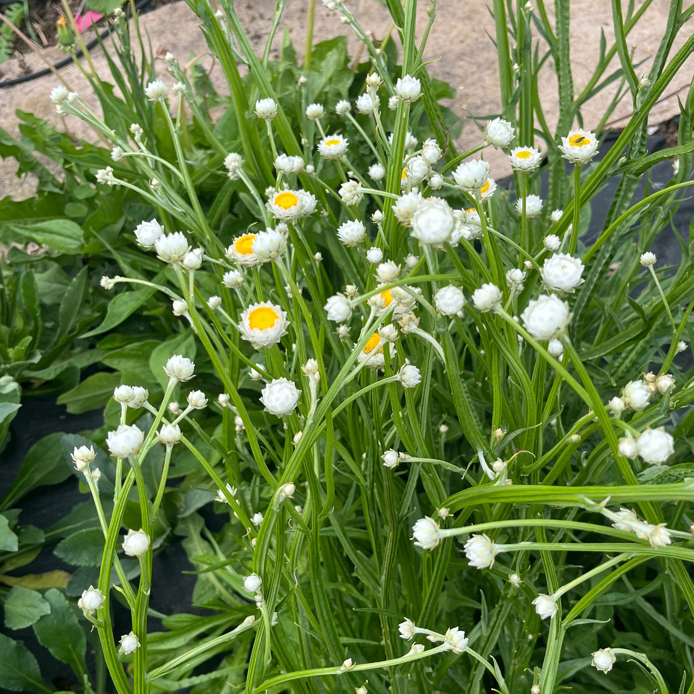 AMMOBIUM Fleurs Fraiches