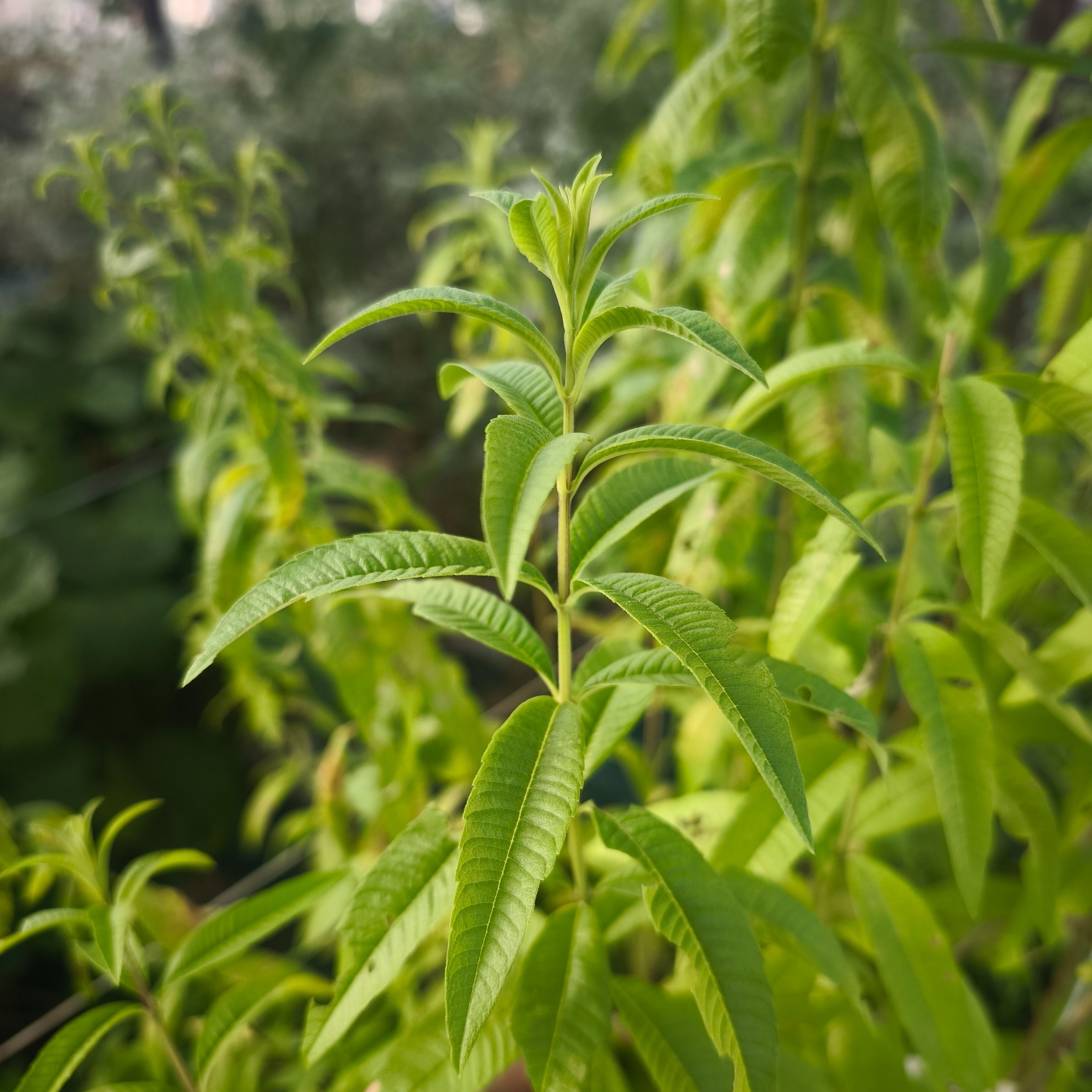 Verveine citronnelle (grandes tiges)