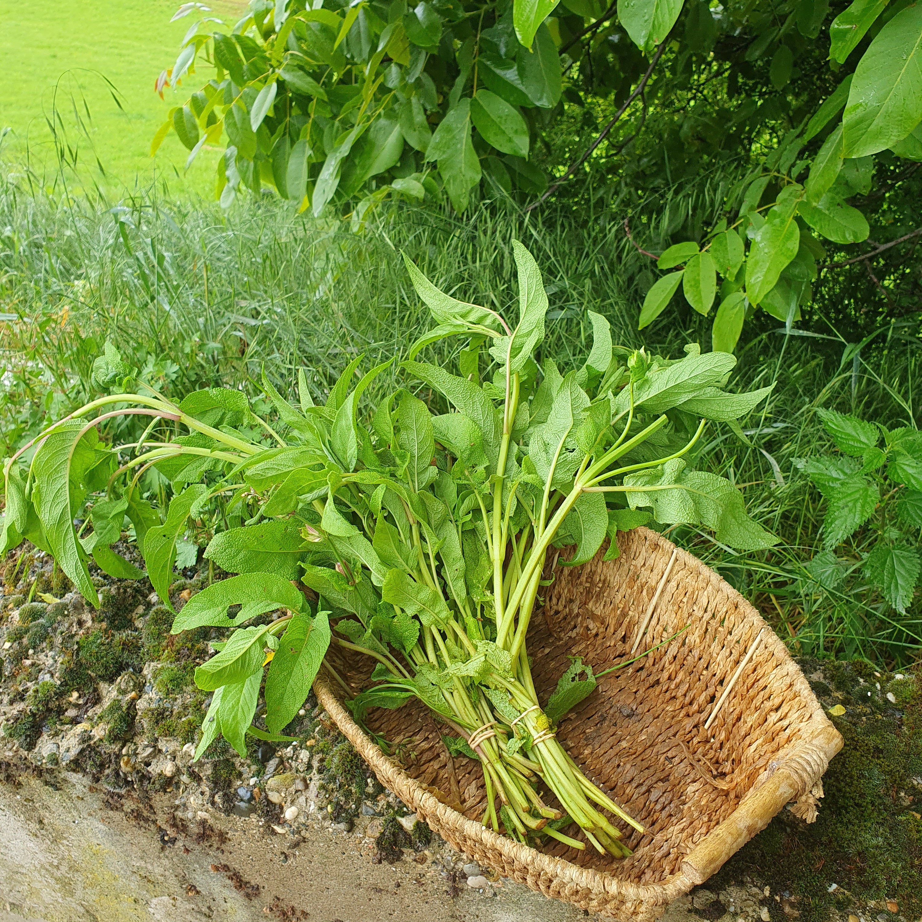 Sauge officinale (bouquet)