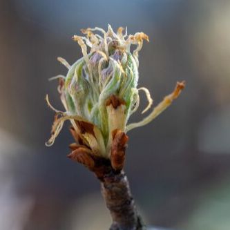 Extrait de bourgeons de Poirier - 50ml