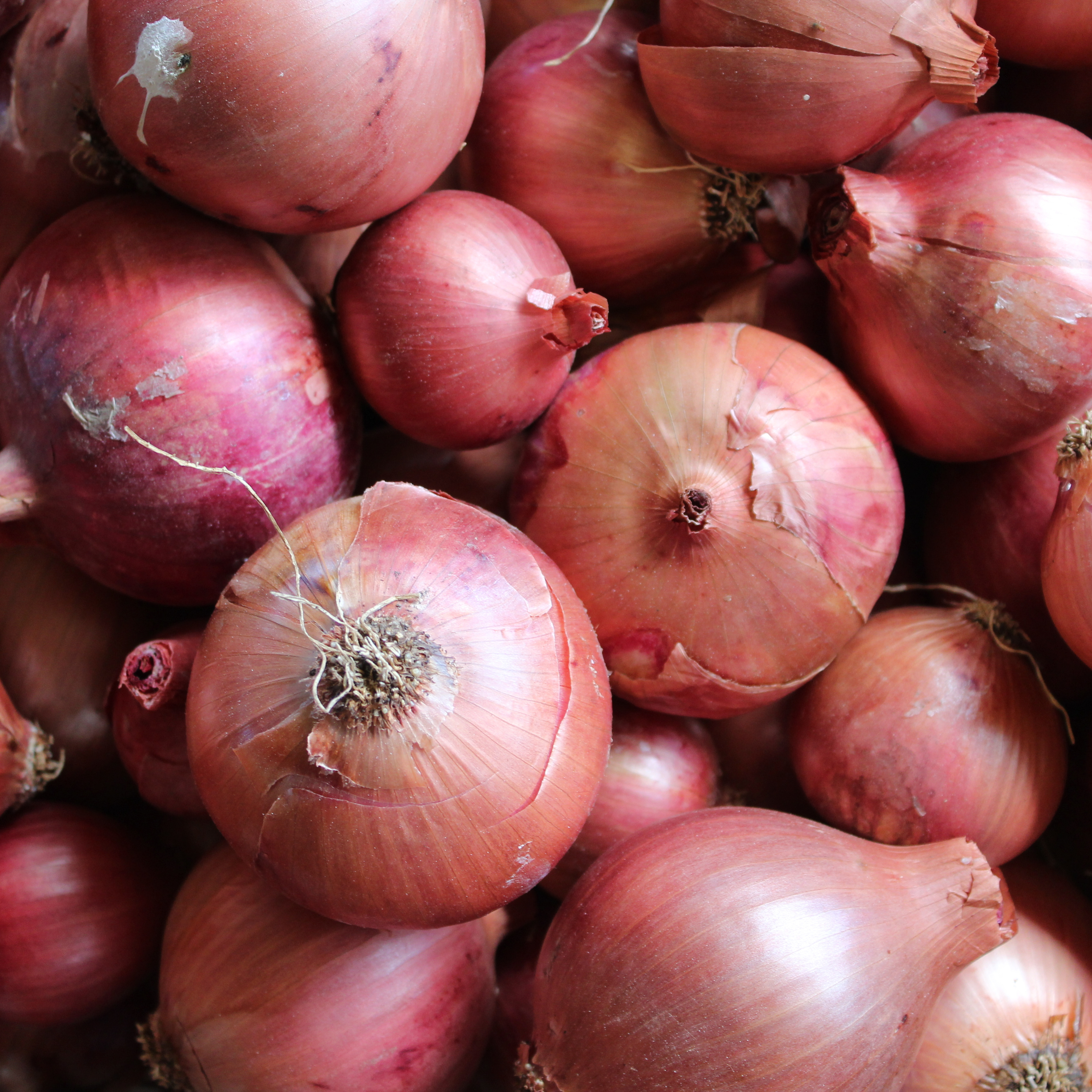 Oignon rouge