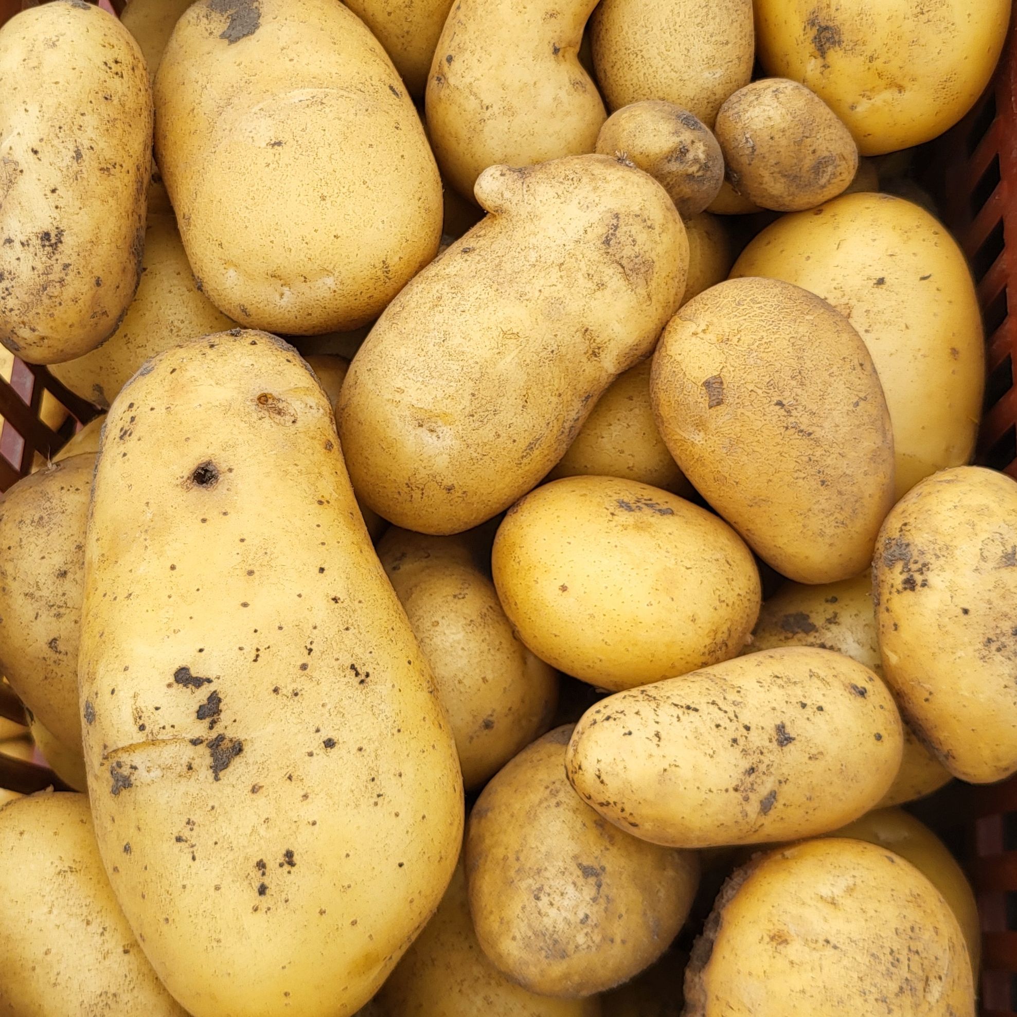 Pomme de terre blanche 500 gr