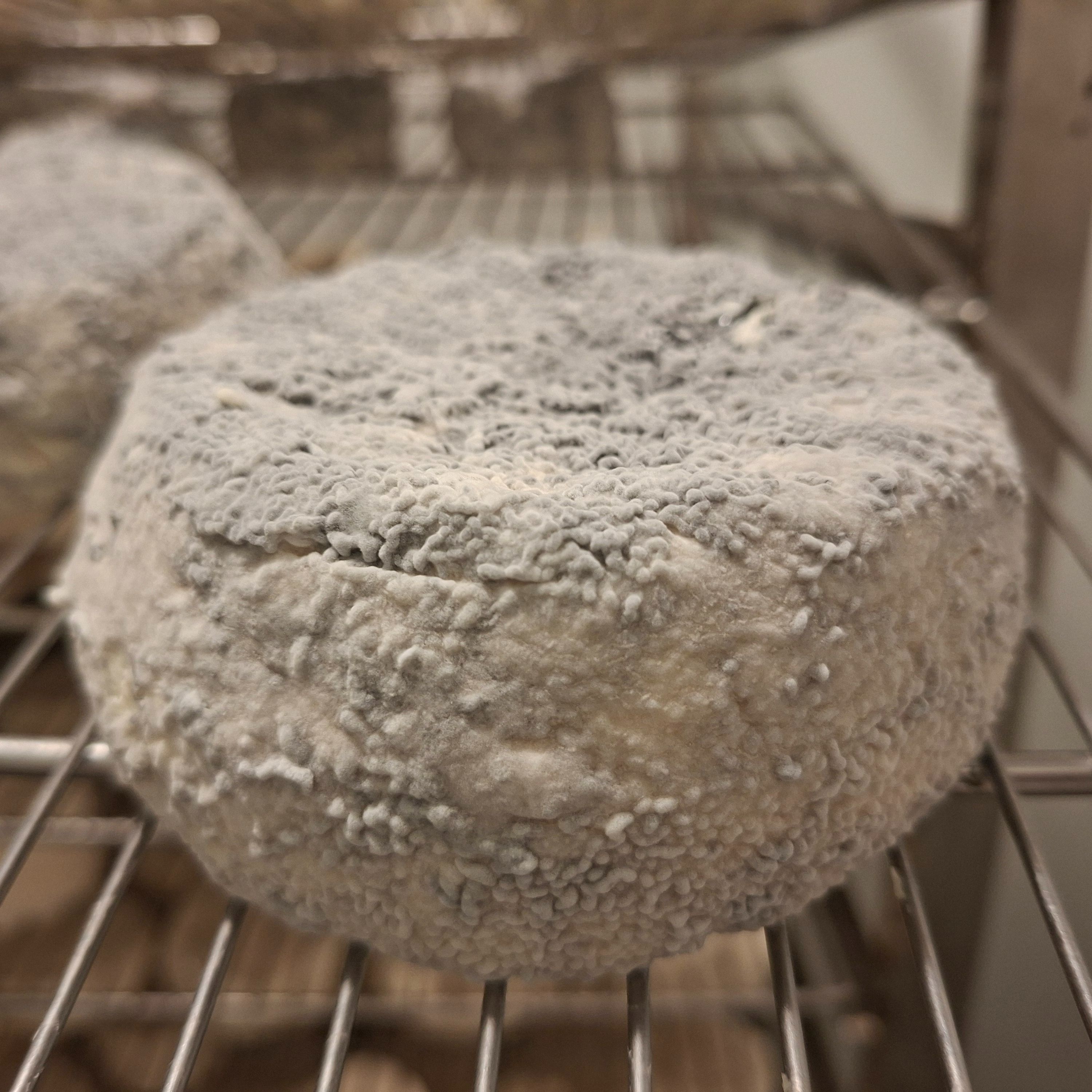 Géant de Vingré cendré - 300g