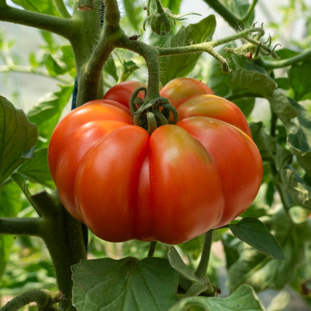Plant Tomate Marmande