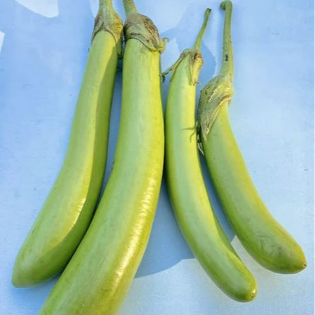 Aubergine Thaï Long Green - godet 8 cm