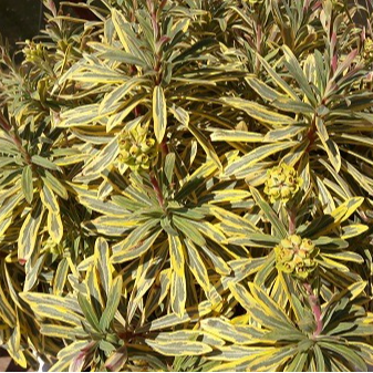 Euphorbe Ascot Rainbow en pot 2 litres