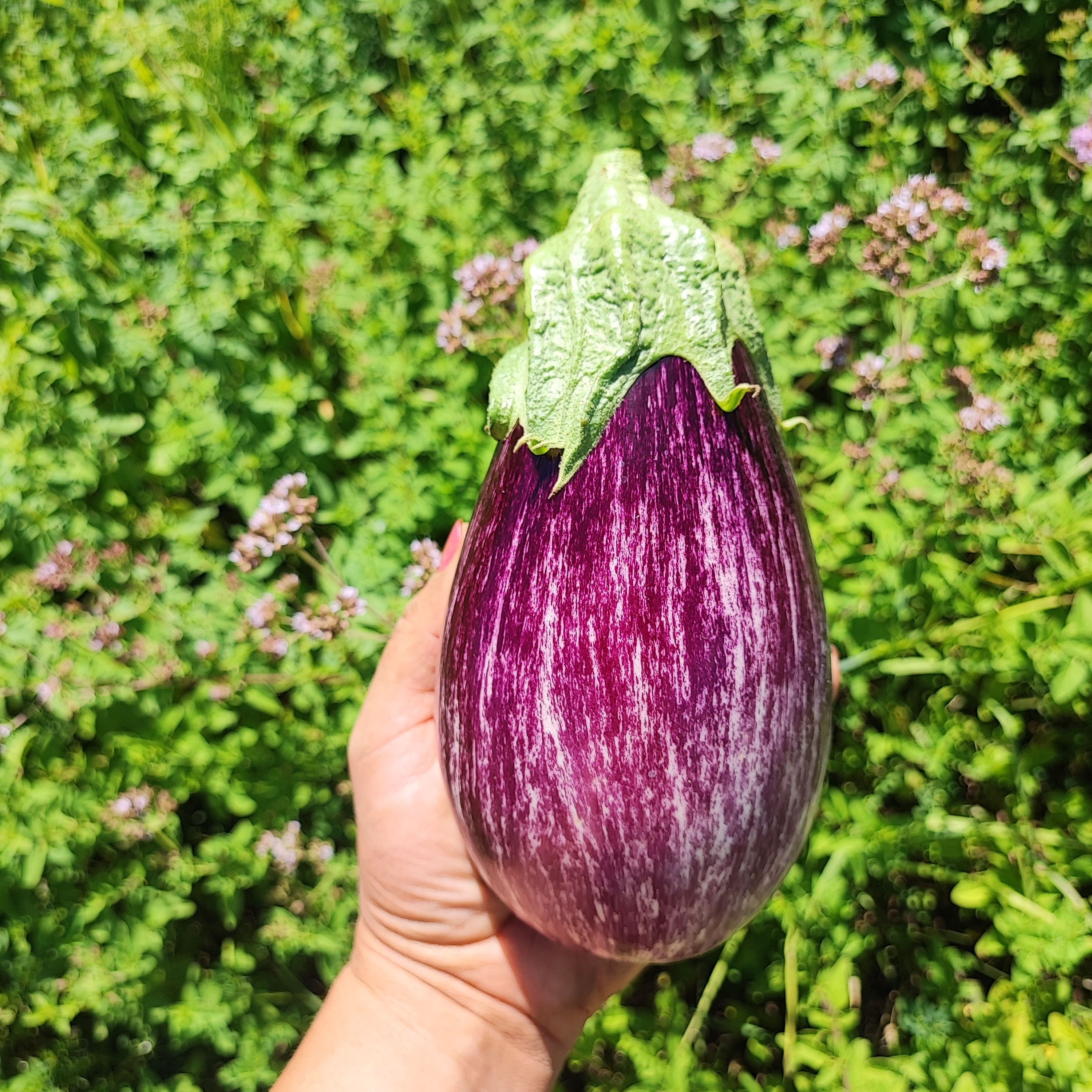 Aubergine zébrée