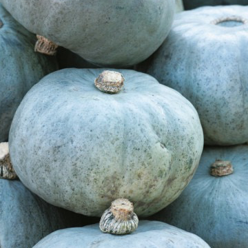 Plant Bleue De Hongrie Bio - 150g