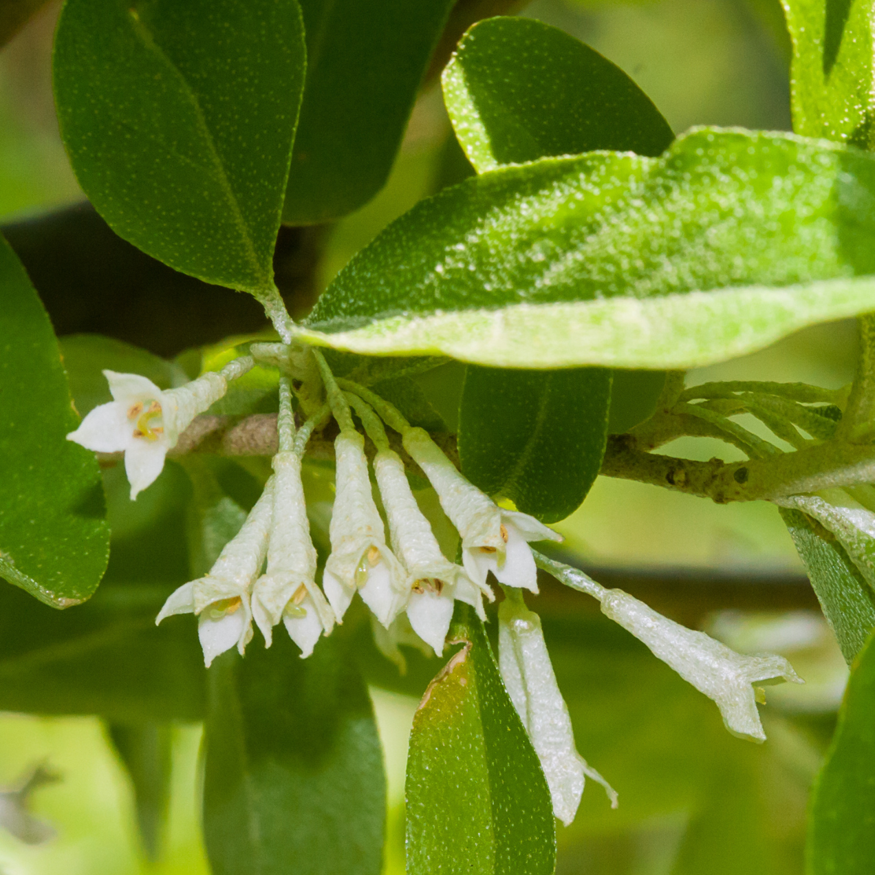 Goumi du Japon Sweet 'N' Sour - 3l