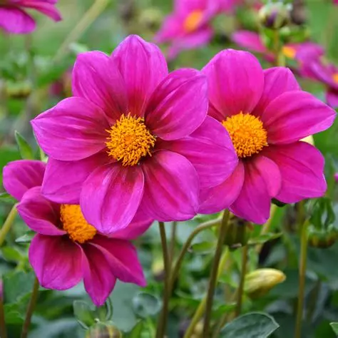 DAHLIA NAIN