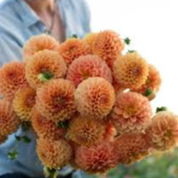 Tubercule - Dahlia Béatrice