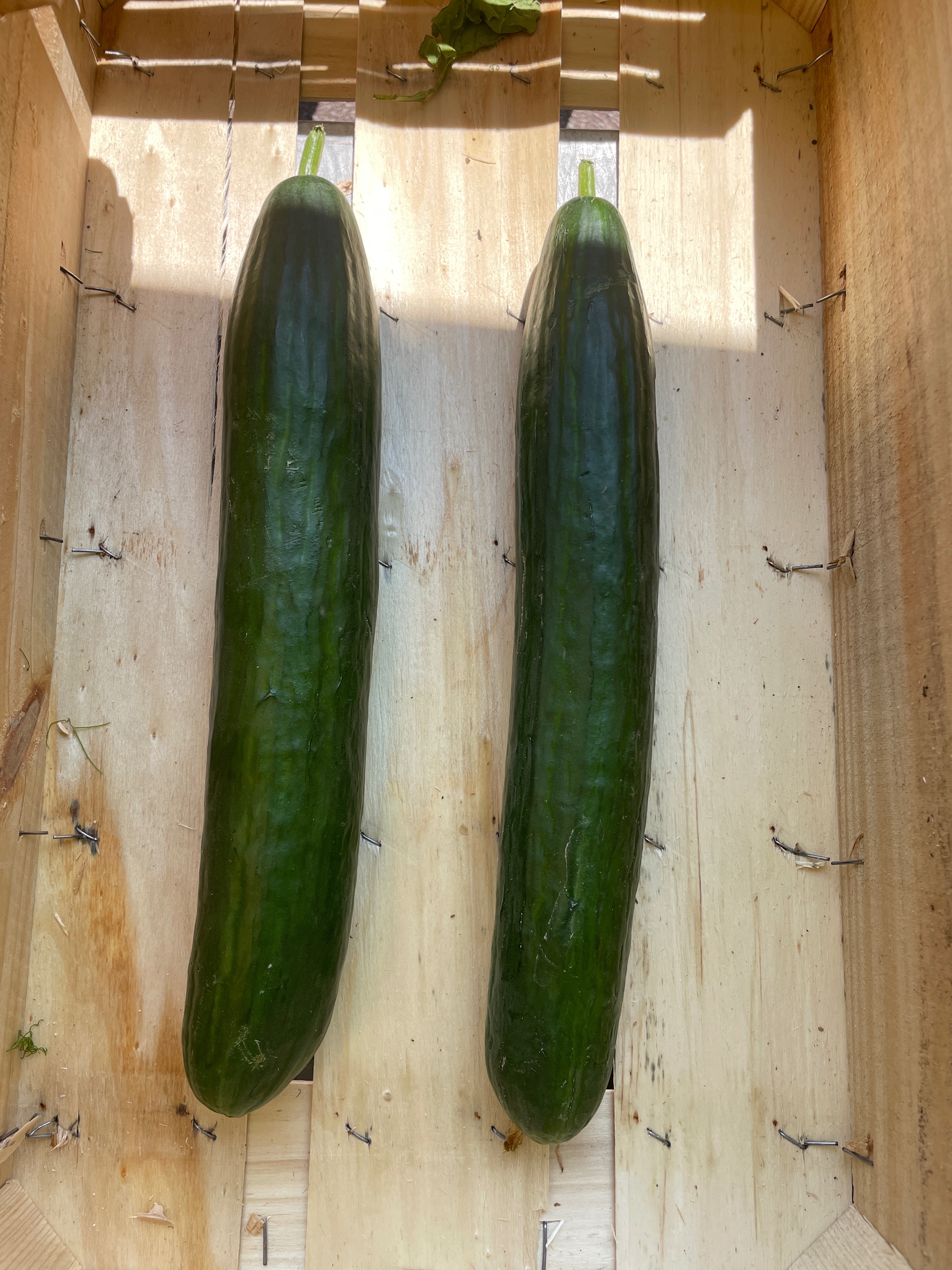 Concombre lot de 2