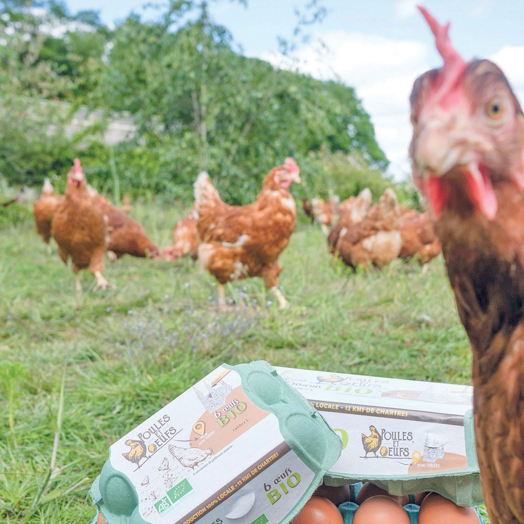 Œufs Barquette de 6