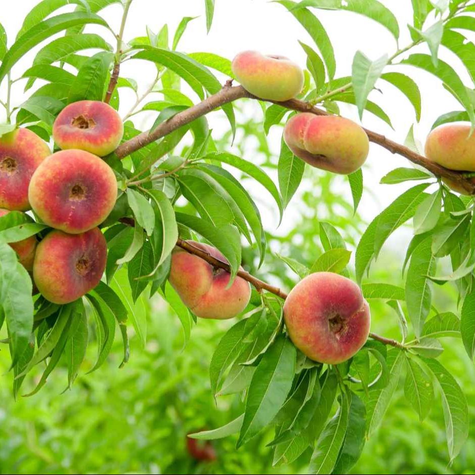 Pêcher plate (Prunus persica) 'Saturne'