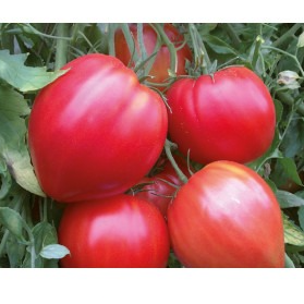 Tomate rouge COEUR DE BŒUF