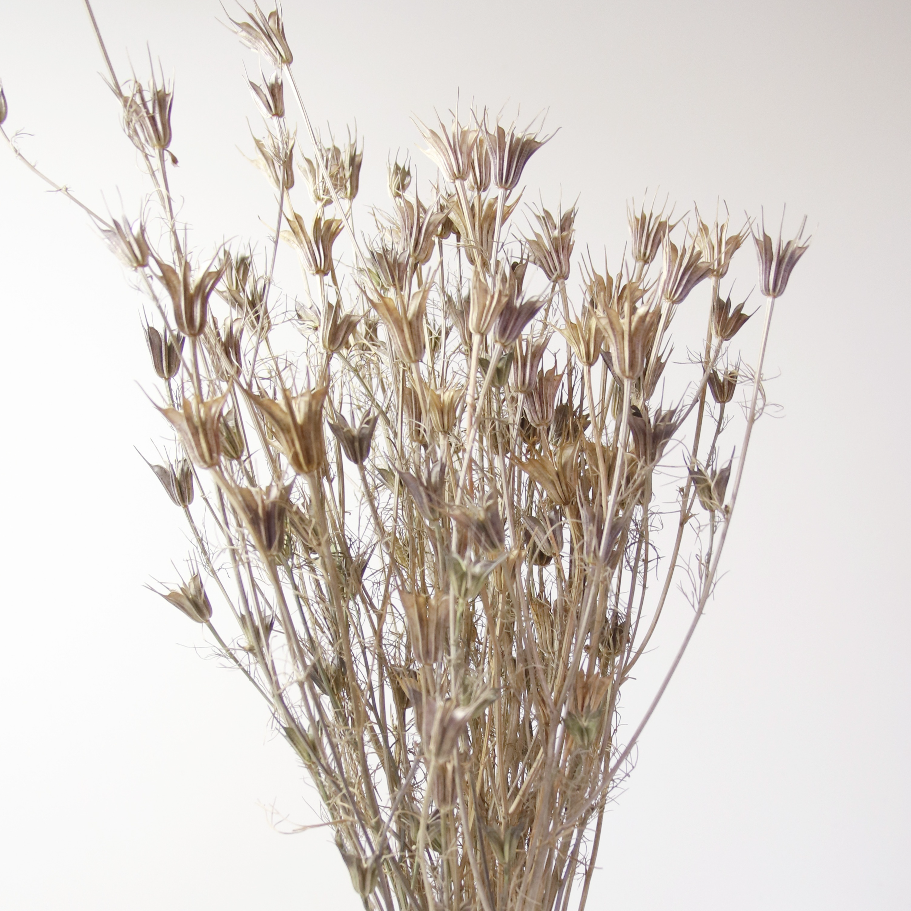 Nigelle Orientale séchée