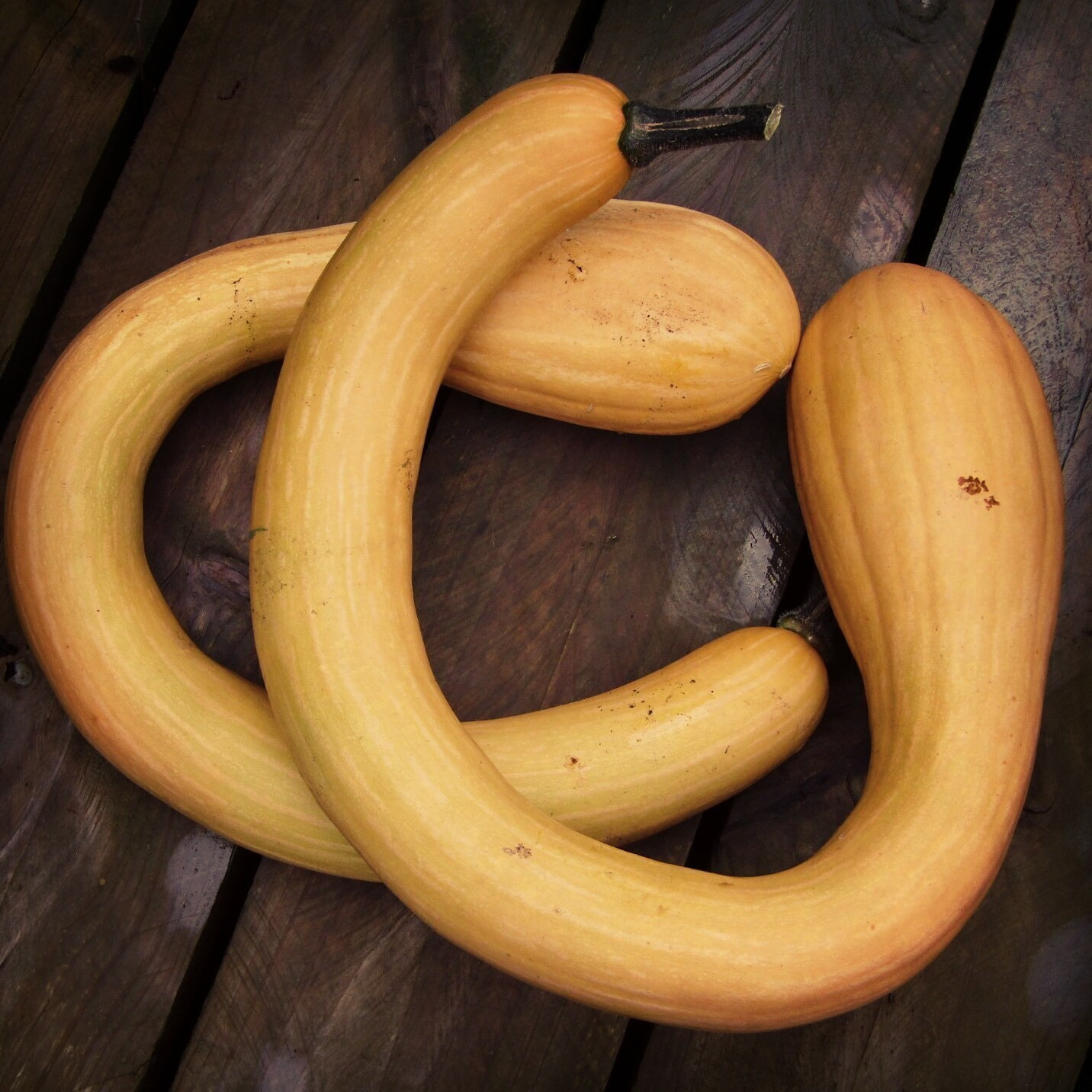 Courge Trombocino (pièce ou 1/2 pièce) - 1,5kg