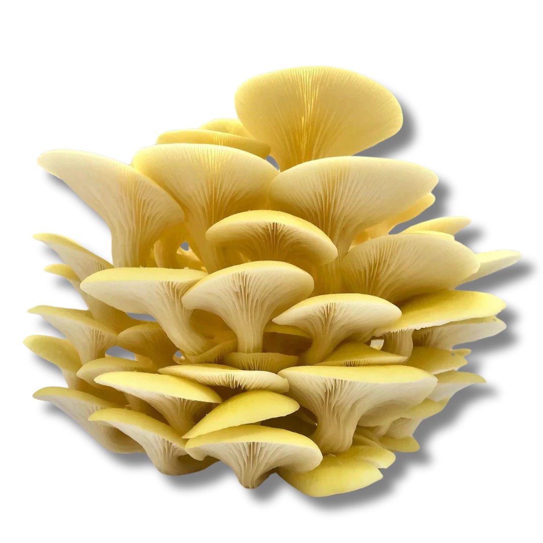 Pleurotes Jaunes