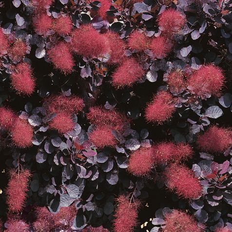 Arbre à Perruques - Cotinus coggygria "Royal Purple"
