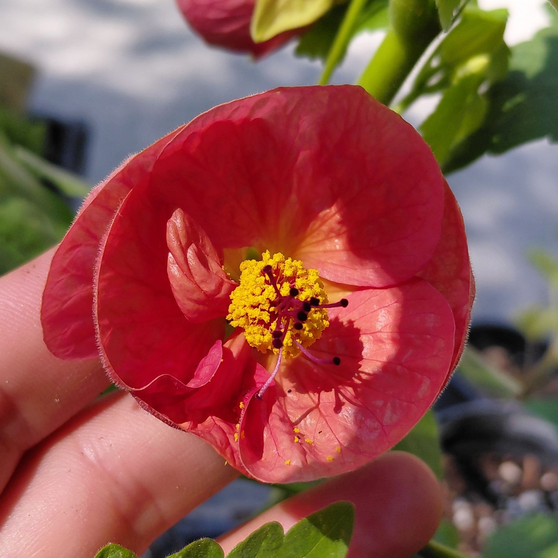 Abutilon hyb. Bellevue mix - 2l
