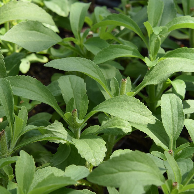 STEVIA