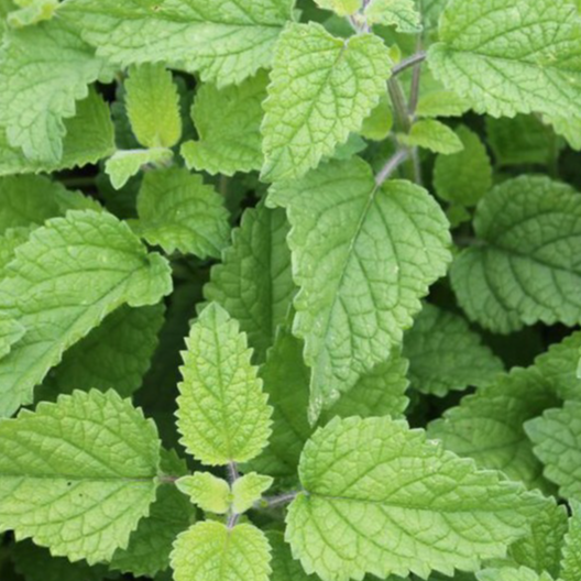 Mélisse orange (par 30g)