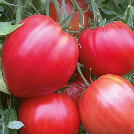 Plant Tomate Coeur De Boeuf - 300g