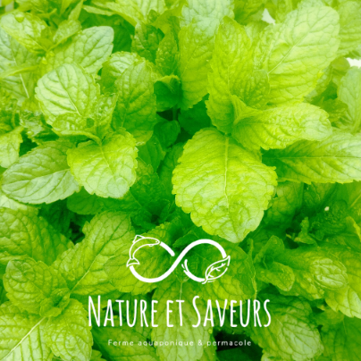 Menthe pamplemousse — fraîcheur fruitée et notes d’agrume - 100g