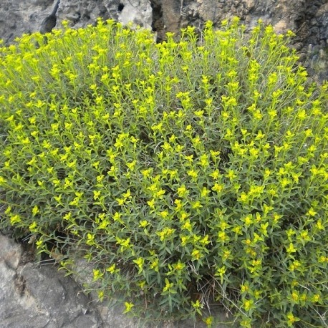 Euphorbia Spinosa