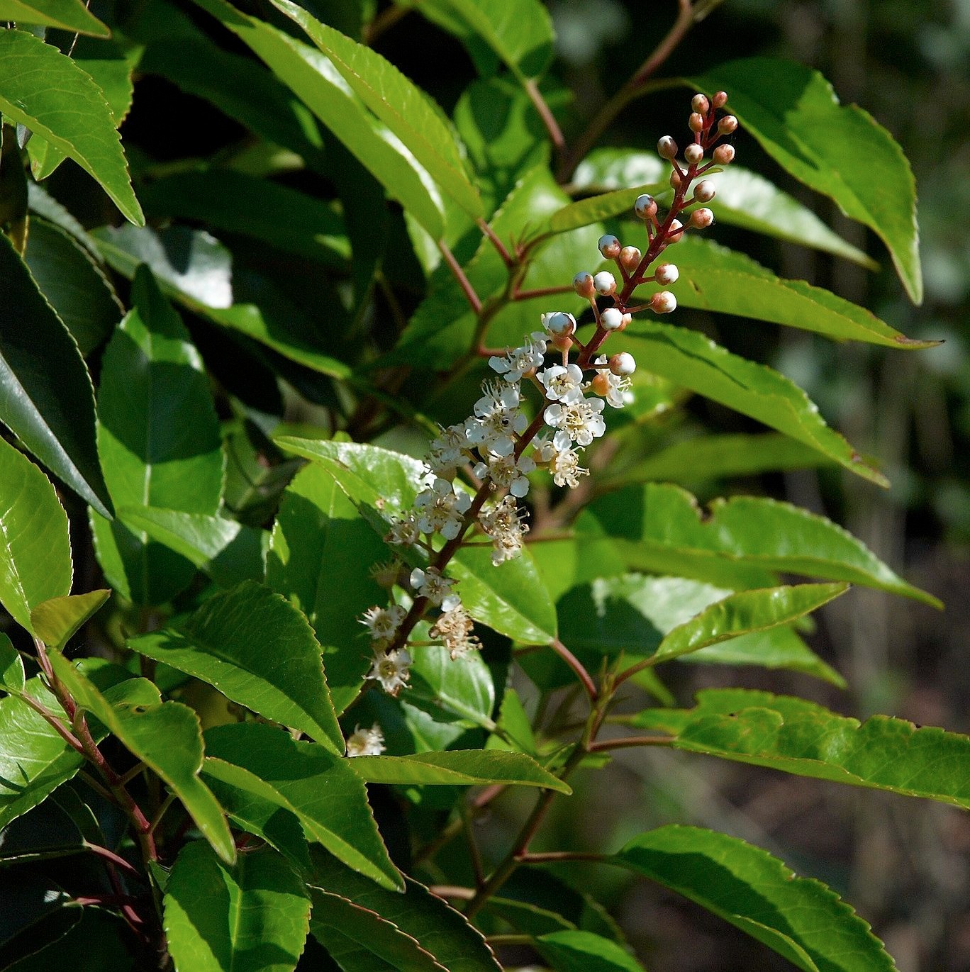 Laurier du Portugal 'Angustifolia' Pot 3L