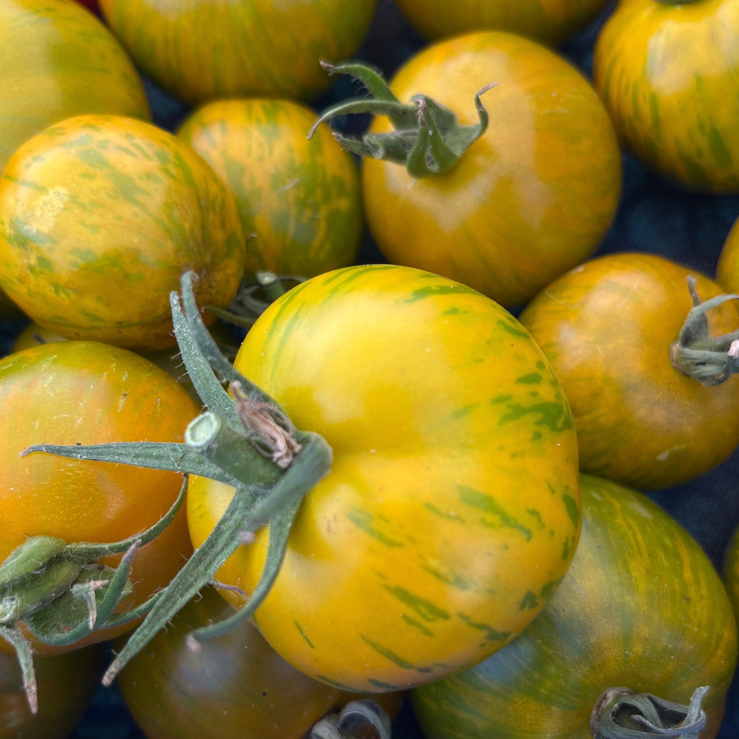 Tomate Green Zebra