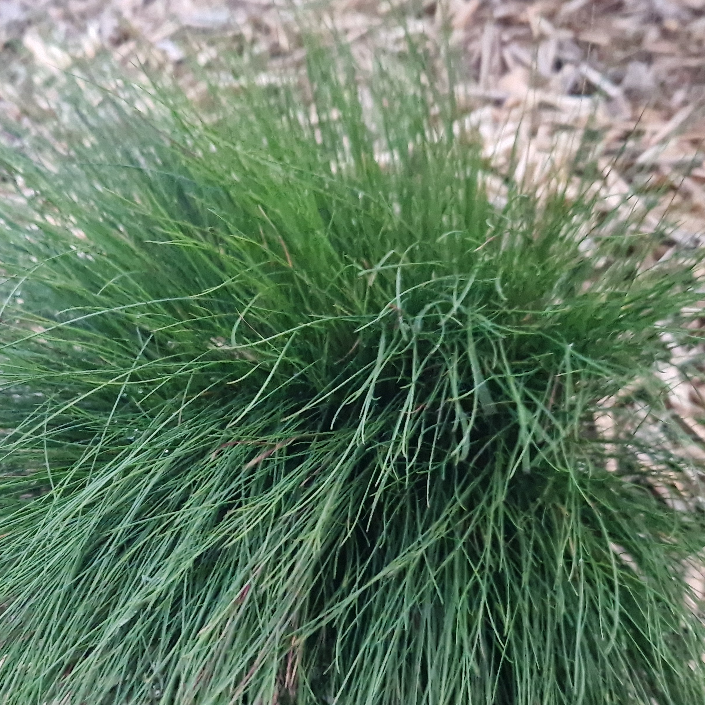 Festuca filiformis