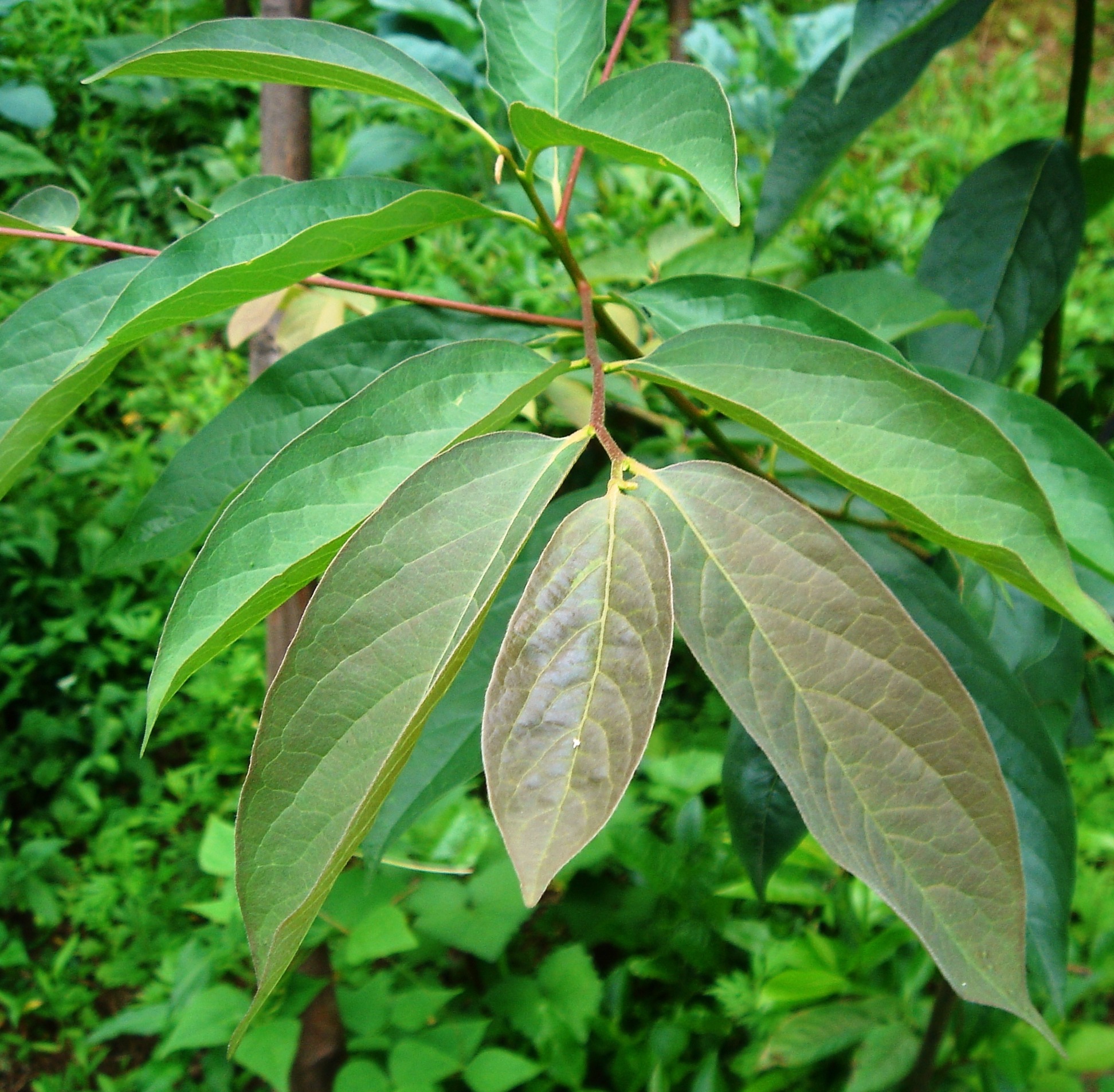 Porte greffe Plaqueminier Racines nues