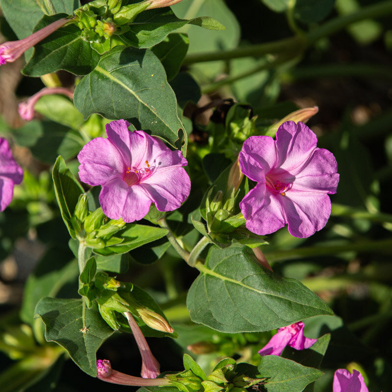 Plants fleurs- Belle de nuit à fleurs roses