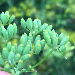 Graines  vertes de fenouil (par 20 grappes)