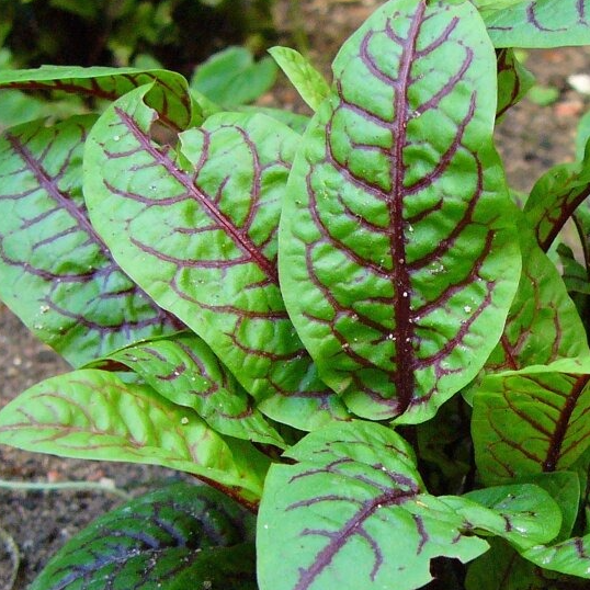 Oseille sanguine en godet 8 cm