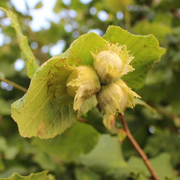 Noisetier 'Segorbe' Racines nues