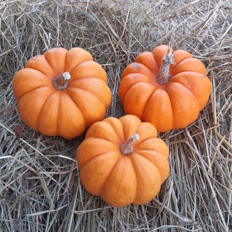 Courge Jack Be Little (1 pièce)