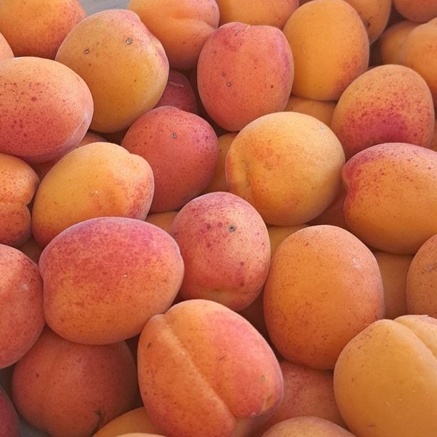 caisse de 5 kg d'abricots