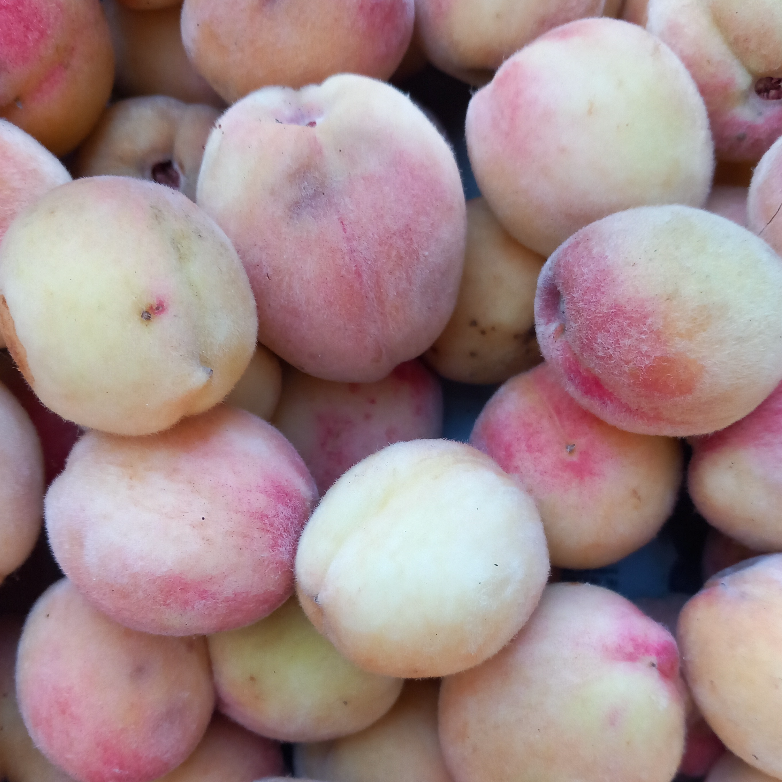 Pêche de vigne