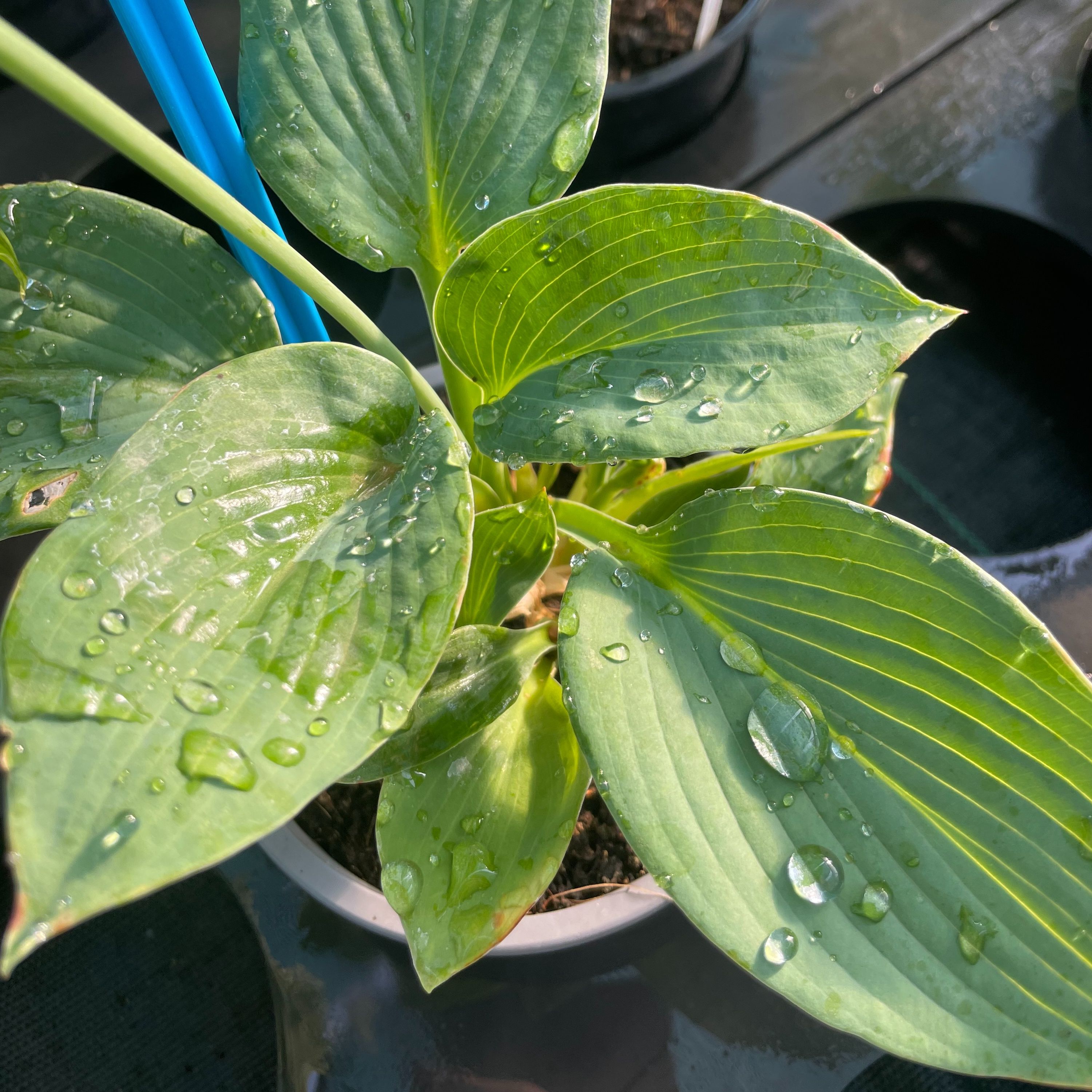 Hosta 'Big Daddy'