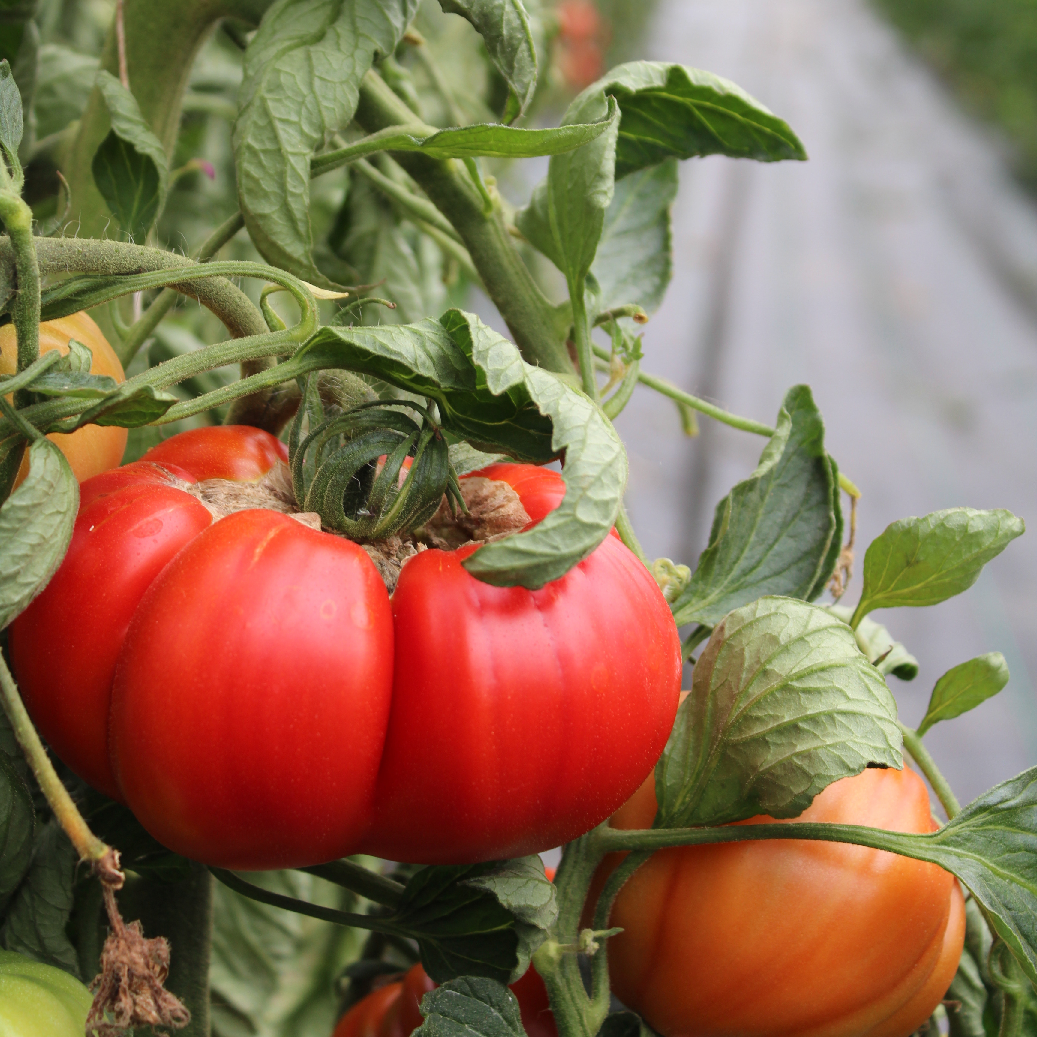 Tomates anciennes