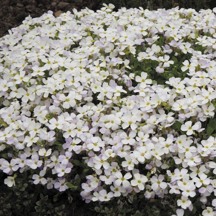 Aubriète blanche - Aubrieta hybrida