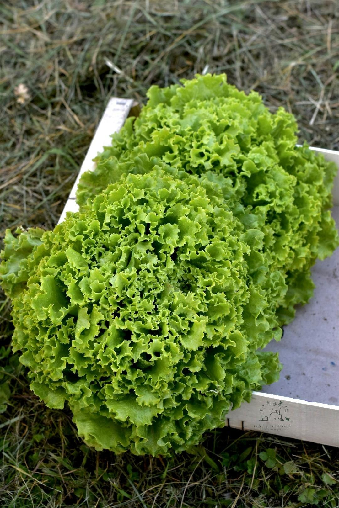 Batavias