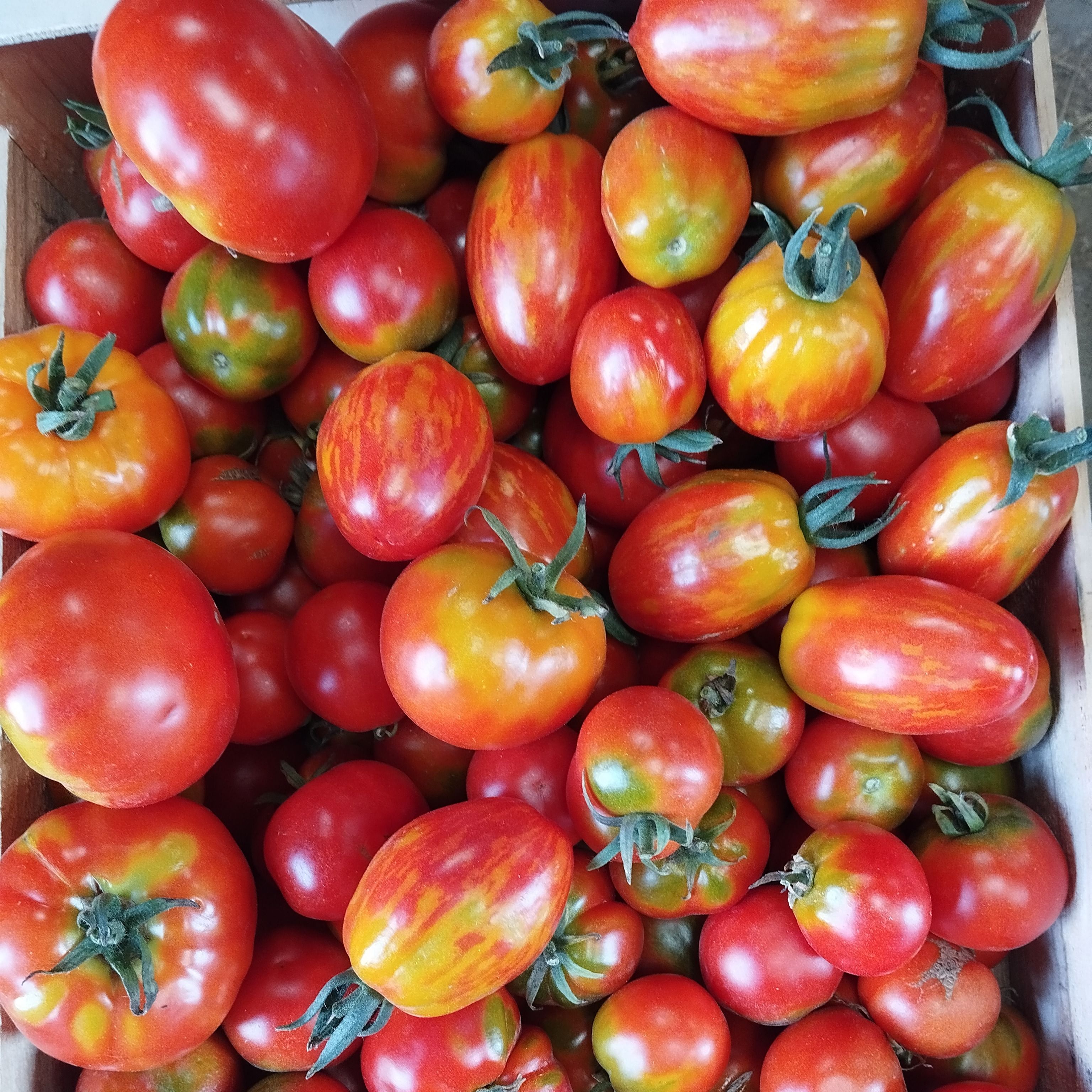Tomates anciennes