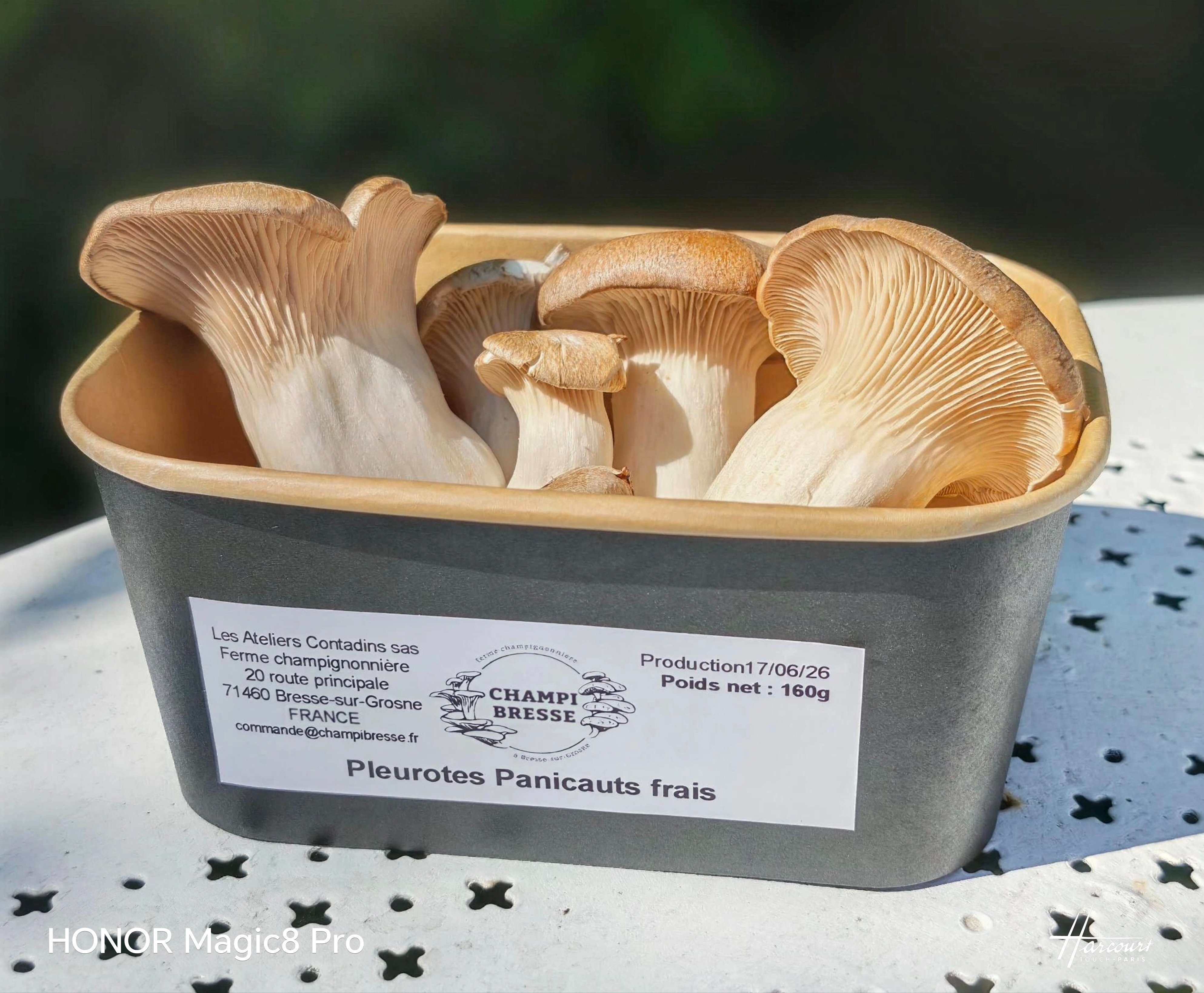Pleurotes panicaut frais en barquette - 160g