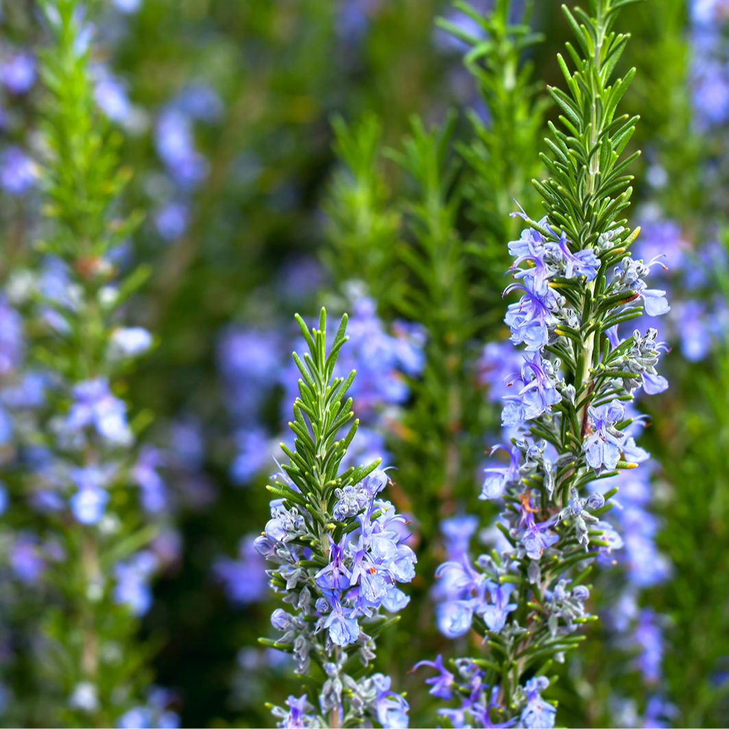 Romarin, sommitée fleuries • Plante simple - 30g