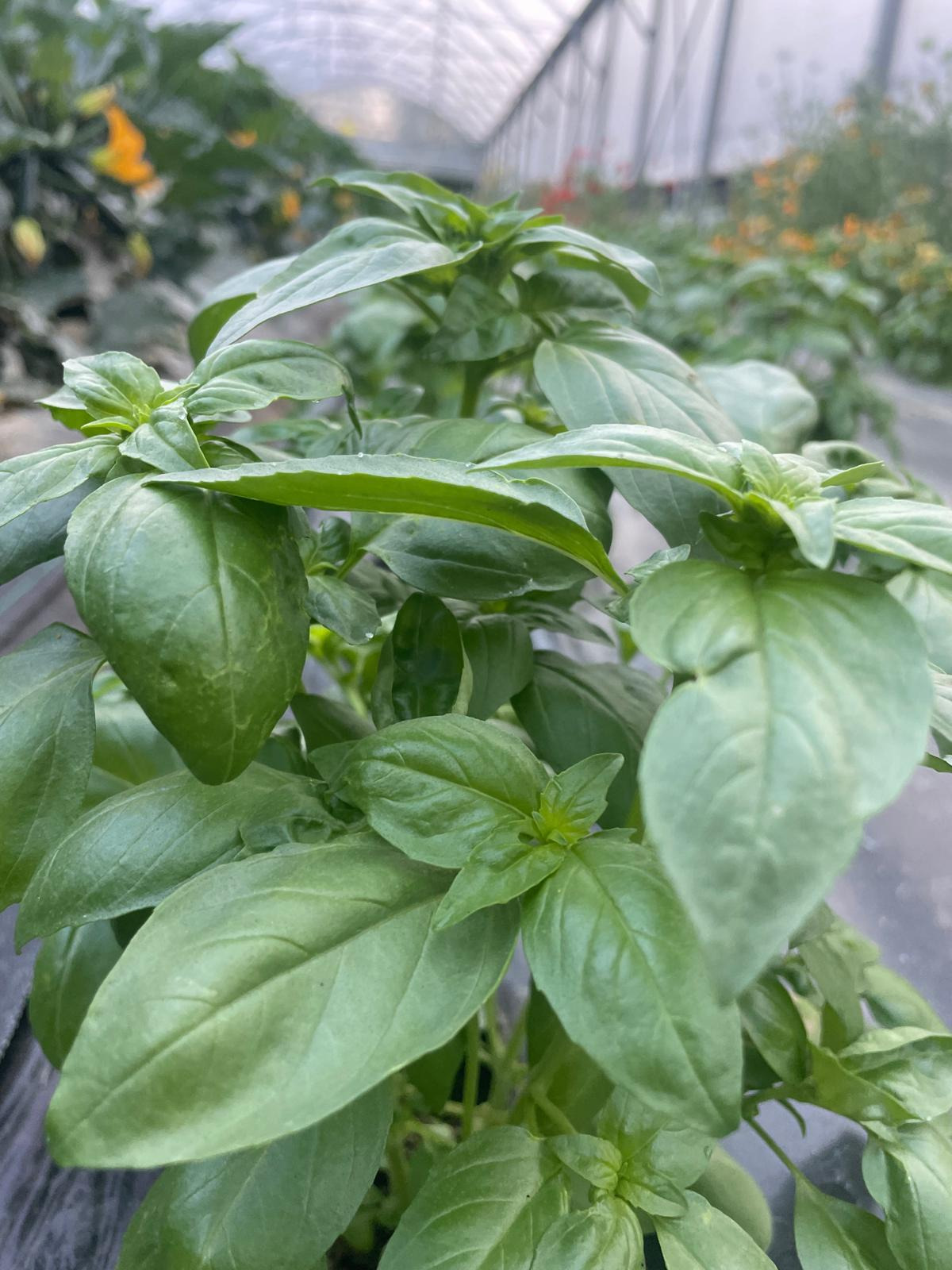 Basilic bouquet